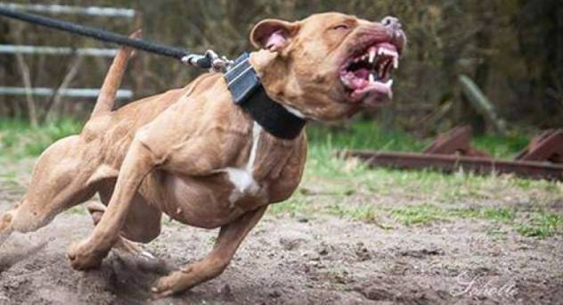 Sargento da PM mata pit bull usando apenas as próprias mãos; dono do animal que atacava pessoas acaba preso