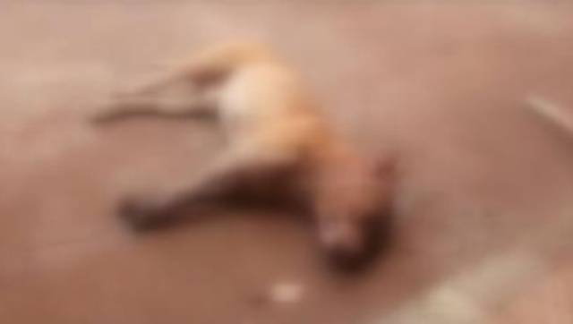 Aposentado que teve pit bull morto por policial diz que sua casa foi furtada e vizinho lhe dirigiu ofensas racistas