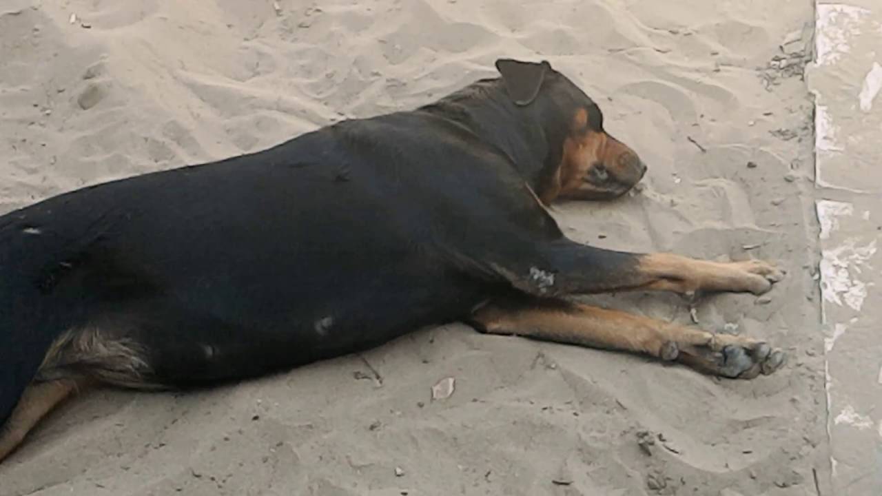 Ao tentar invadir escritório de fazenda, ladrões matam cão da raça Rottweiler por envenenamento