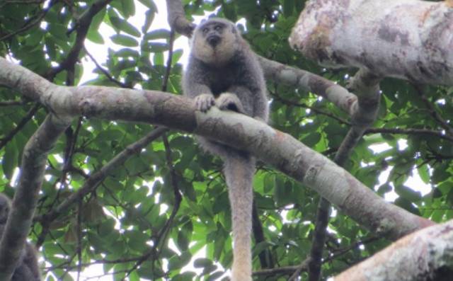 Pesquisadores descobrem nova espécie de macaco na divisa entre Rondônia e Mato Grosso; livro cita Vilhena