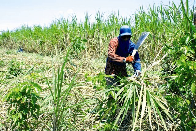AGORA VAI: SUDAM LIBERA USINA DE ÁLCOOL PARA CEREJEIRAS; MARINHA COMEMORA