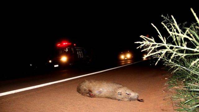 Capivara na pista provoca mais uma morte em rodovia de Rondônia; motociclista foi socorrido, mas não resistiu
