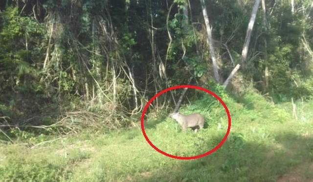 Apesar do avanço da soja e do gado, animais selvagens ainda são vistos com freqüência no Cone Sul