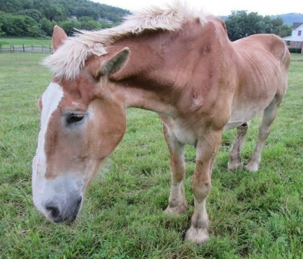 “Aprender com um cavalo? Sim, e eu me incluo, porque não sou burro”, escreve pastor evangélico em nova crônica