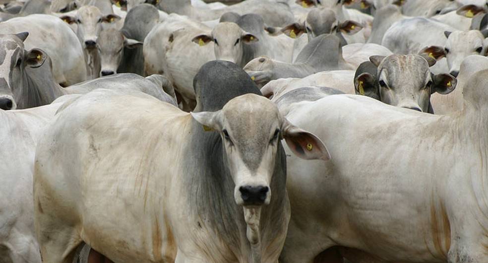 12 animais morrem em fazenda de Cabixi; Idaron confirma que bezerro foi infectado por raiva bovina