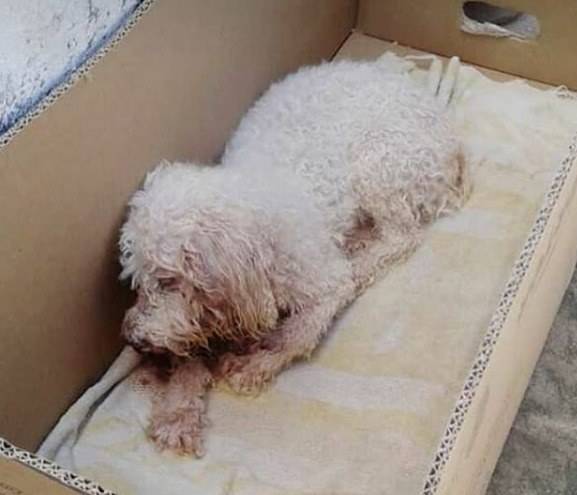 Servidora pública aciona a polícia após resgatar cãozinho desidratado, ferido, passando sede e fome
