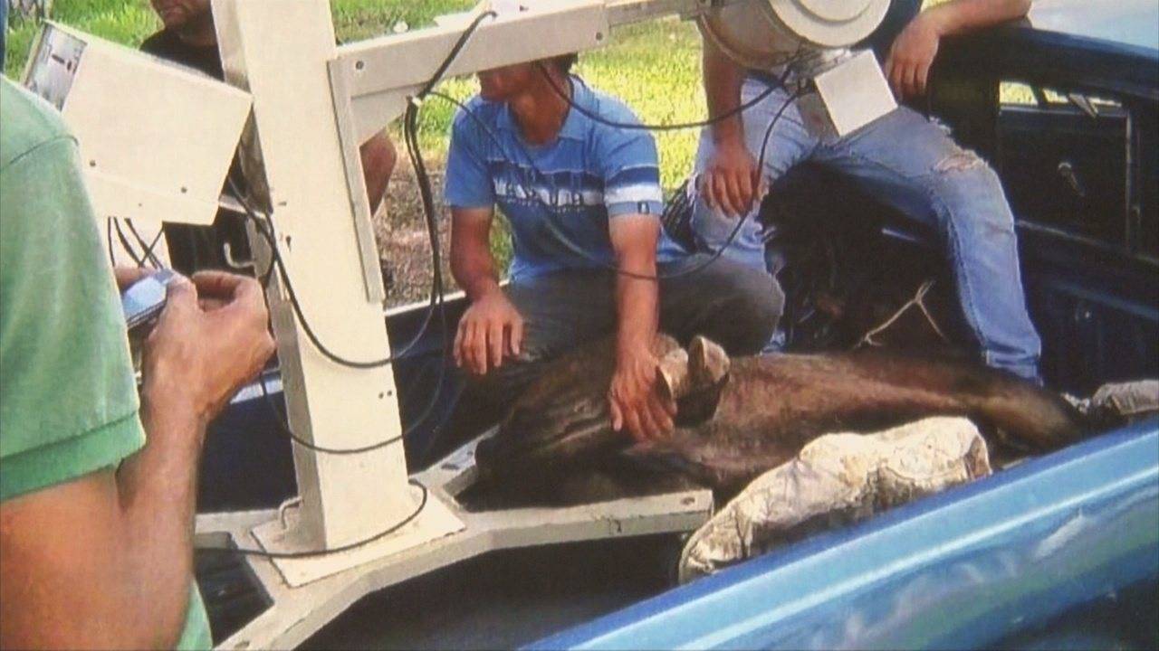Após 5 anos, enfermeiro que usou raio-x de hospital do Cone Sul em cavalo é inocentado por comissão que investigou o caso