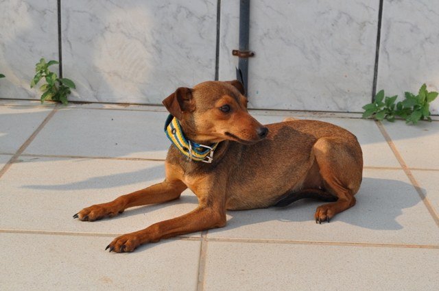 CADELA ENCONTRADA EM PRAÇA: SE VOCÊ É O DONO, LIGUE