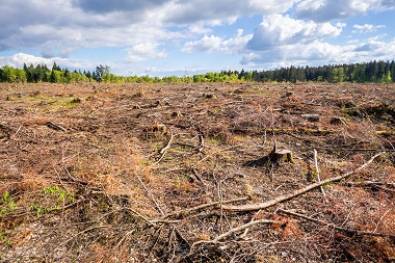 Em cidade vizinha, MP apura crime ambiental e pede bloqueio de R$ 13 milhões em bens de fazendeiros suspeitos