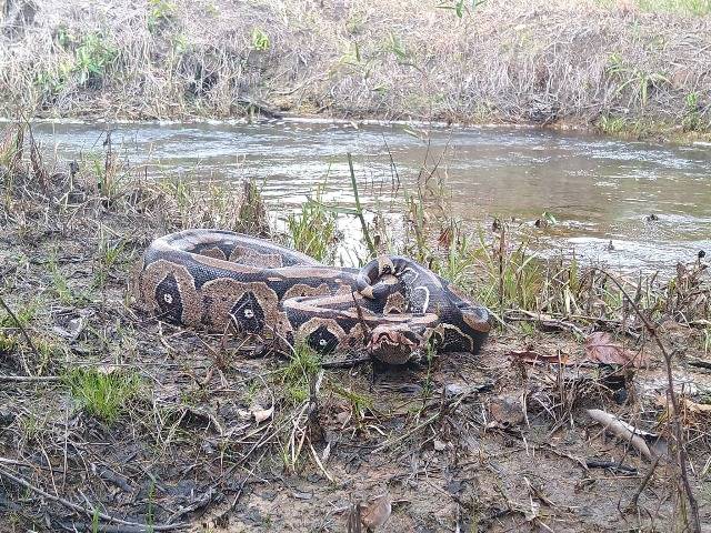 VÍDEO - Cobras no rio Pires de Sá: prefeitura captura e devolve jiboia para habitat natural, enquanto faz alerta a ribeirinhos