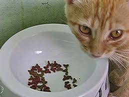 Mulher de 34 anos vai à polícia e aponta vizinho como suspeito de matar gatos por envenenamento em Vilhena