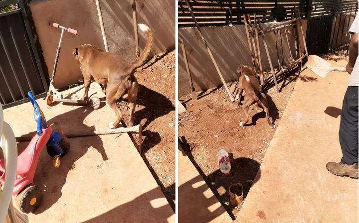 Em cidade do MT, cão da raça pit bull é picado por cobra venenosa e salva menina de 05 anos que seria atacada