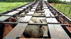 Pecuarista denunciado após venda de gado é multado pelo Idaron no Cone Sul, mas nega irregularidades em GTAs