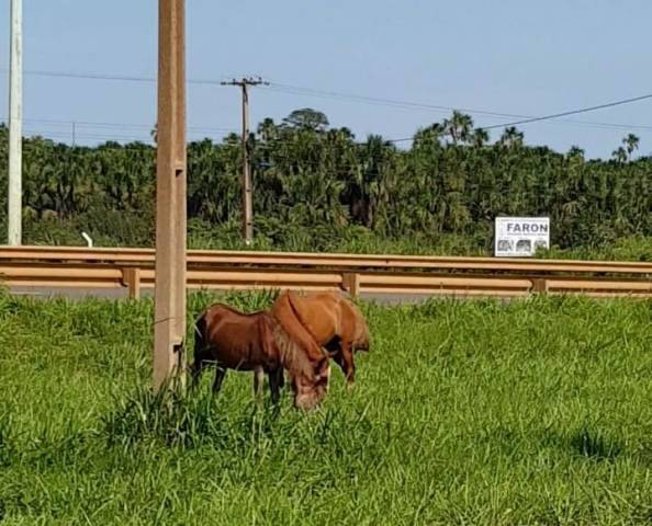 VÍDEO: cavalos soltos às margens da BR 364, em Vilhena, podem provocar tragédia; PRF tenta encontrar donos