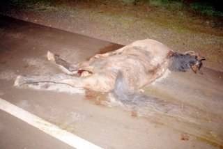 MOTOQUEIROS BATEM EM CAVALO NA PISTA