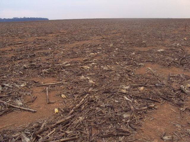 Atraso da chuva pode reduzir milho safrinha em 2011