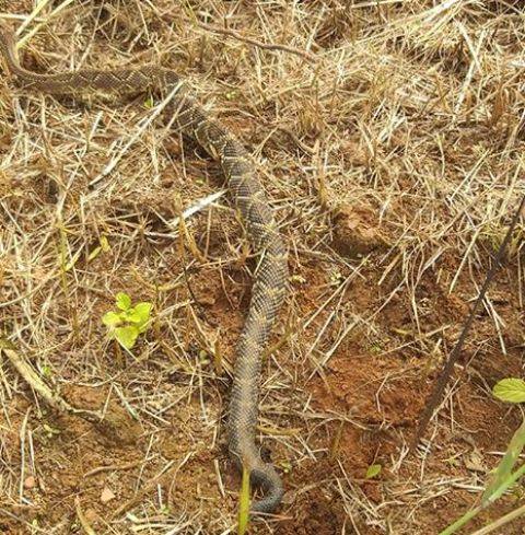 Após escapar do ataque de cobra venenosa, músico faz alerta a vilhenenses que freqüentam estrada do aeroporto