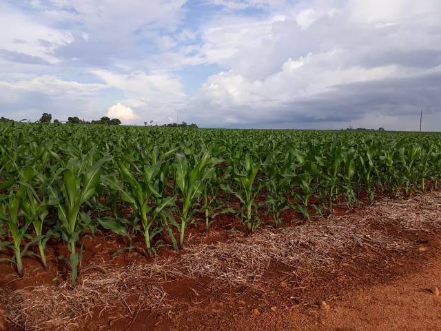Atingido pela paralisação geral provocada pela pandemia de Coronavírus, agronegócio tenta manter rotina no Cone Sul