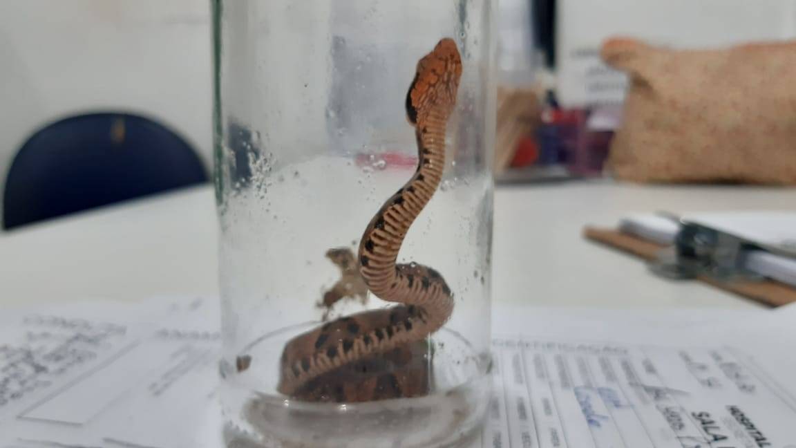Atacada por jararaca na área rural de Vilhena, mulher de 31 anos é levada para hospital junto com a cobra viva