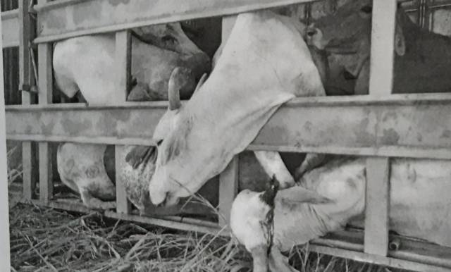 Após acidente na BR 364, transportadora ignora orientações da PRF e é multada em R$ 9 mil por maus tratos a animais