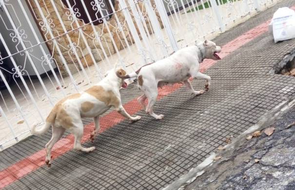 Sargento da PM dispara contra pit bulls e tem arma recolhida; mulher com criança no colo teve quintal invadido