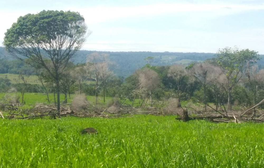 Fiscalização flagra mais de 11 hectares de floresta desmatada em Vilhena, na Região Sul de Rondônia