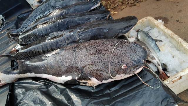 Em ação conjunta, PM e Sedam apreendem peixes pescados ilegalmente em Cabixi; doação será feita a hospital