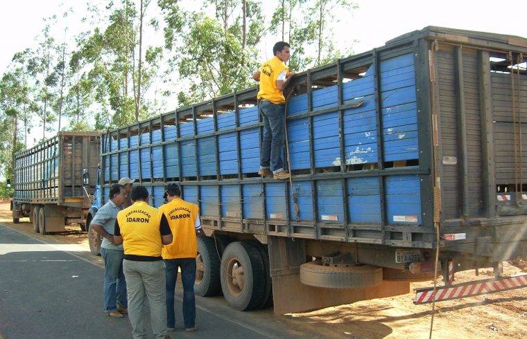 A partir de maio, será proibido o ingresso de animais vacinados contra a Febre Aftosa em Rondônia