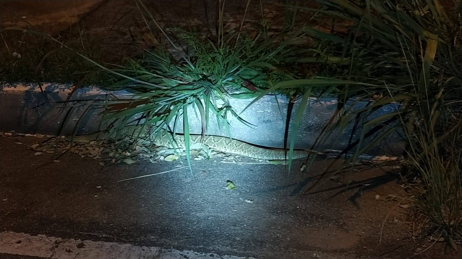 VÍDEO: uma cobra sem veneno invade casa e outra peçonhenta é vista em área freqüentada por dezenas de famílias