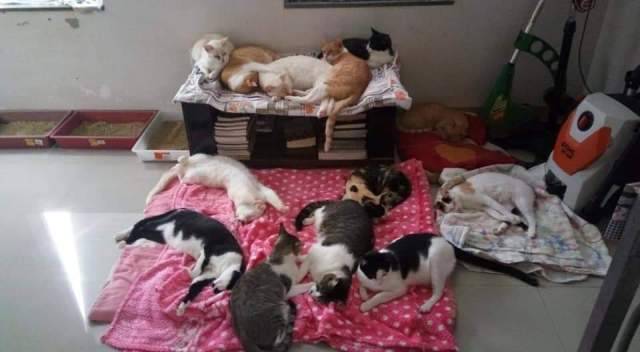 Animais abandonados, maltratados e mutilados expõem a crueldade de alguns vilhenenses; voluntários lutam contra a covardia