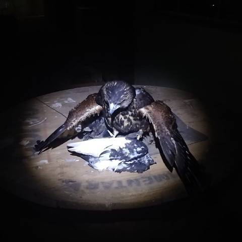 Prefeitura usa gaviões para capturar pombos e limpar espaços públicos, evitando a proliferação de doença durante pandemia