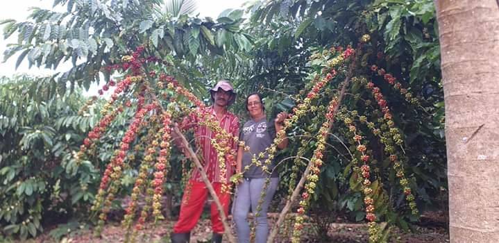 Cerrado Amazônico de Vilhena aprimora produção de Café Especial em Rondônia