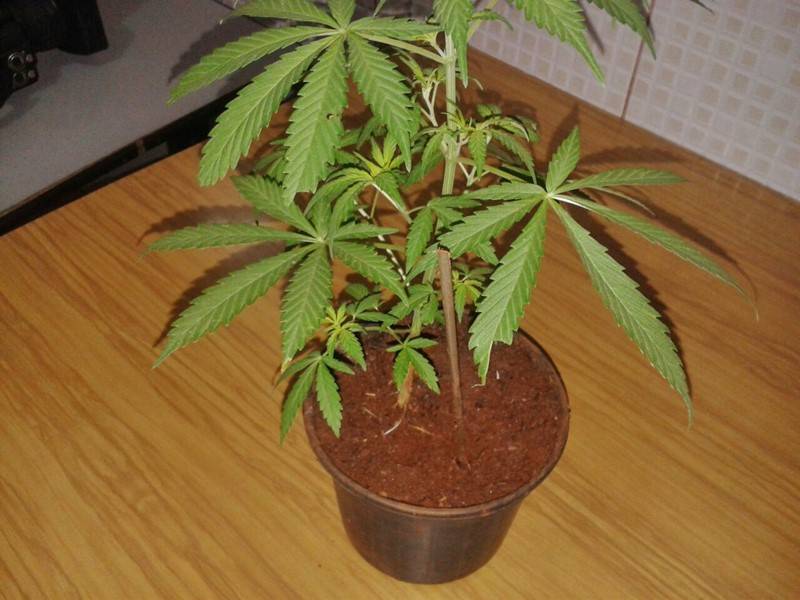 Após flagrar jovem e adolescente vendendo maconha no Parque Ecológico, polícia encontra erva sendo cultivada em casa