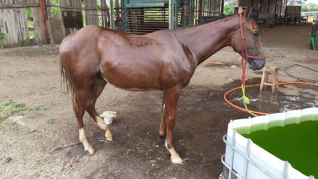 Após sumiço de cavalo Quarto de Milha avaliado em R$ 16 mil, criador de Colorado do Oeste aciona a polícia