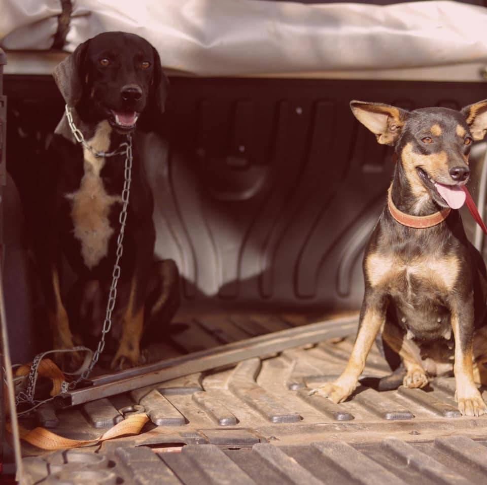 Grupo resgata animais que estavam há dez dias abandonados, sem água e comida, e aciona a polícia, em Vilhena
