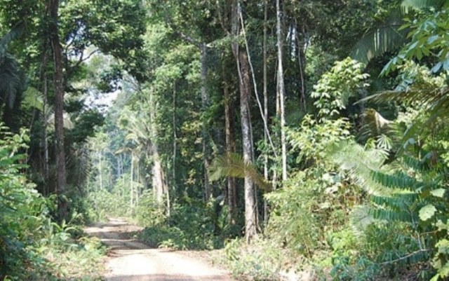 Cai em Rondônia a primeira árvore de floresta alugada no Brasil