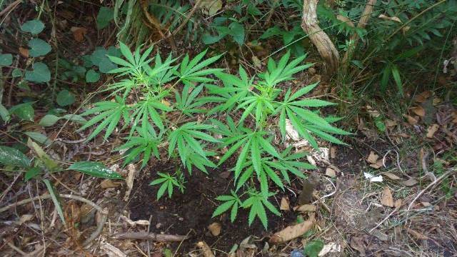 Após ser preso e assumir “lavoura” de maconha em Vilhena, jovem confessa ter ajudado a explodir caixa eletrônico em outra cidade