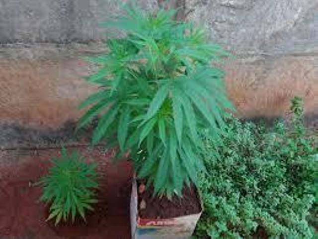 Em ação contra o tráfico, polícia encontra plantação de maconha e prende 5, um deles suspeito de quatro homicídios