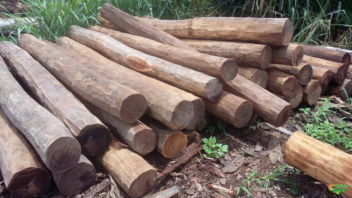 Homens são flagrados extraindo madeira irregularmente e fogem deixando as ferramentas para trás