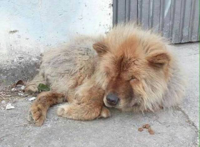 CRUELDADE EXTREMA: morador de Vilhena atira três cães Chow Chow  com as patas amarradas dentro de rio; dois morreram