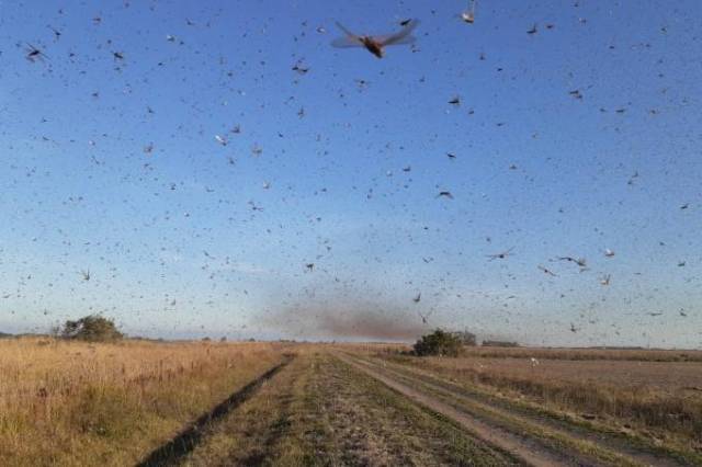Nuvem de gafanhotos pode chegar ao Sul de Rondônia? Agrônomo diz que essa probabilidade é “quase zero”