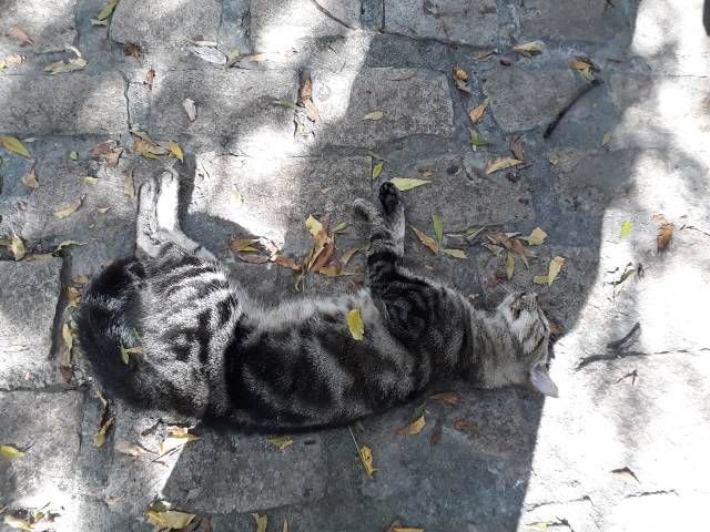 Homem aciona a polícia após enterrar mais de 20 gatos que apareceram mortos em seu quintal