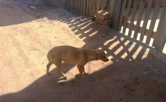 Setor de chácaras de Vilhena vira local para descarte de animais vivos e mortos; sitiantes se revoltam com a covardia