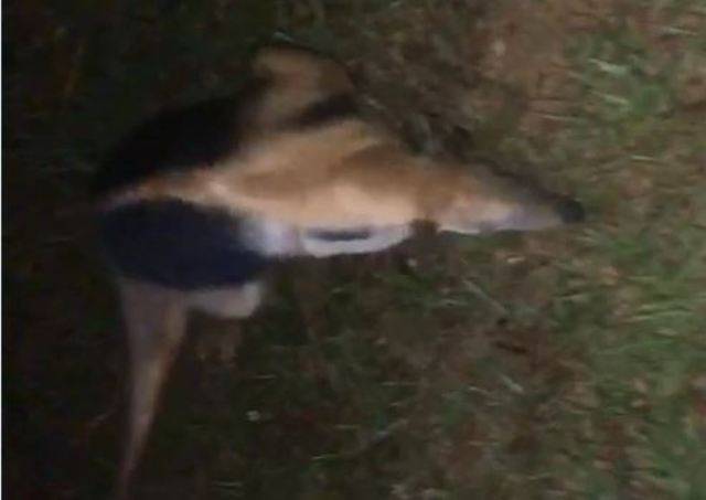 VÍDEO: médico encontra tamanduá-mirim durante pedalada noturna; Bombeiros alertam para contato físico com animais silvestres