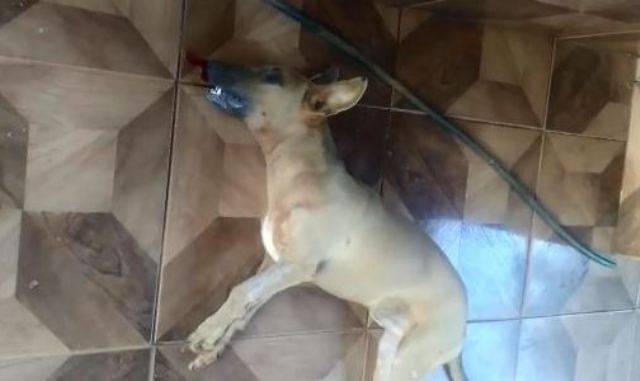 ASSISTA VÍDEO: matança de cães revolta moradores em distrito de Cabixi; dono de animal assassinado desabafa