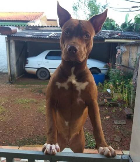 Moradores relatam envenenamento de animais domésticos em Cerejeiras, mas não denunciam casos na polícia