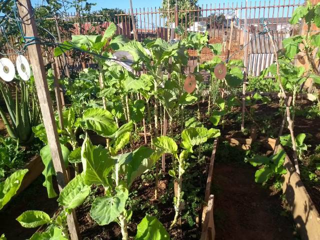 Vilhenense encontra em cultivo de horta, distração, economia e renda extra em meio à pandemia