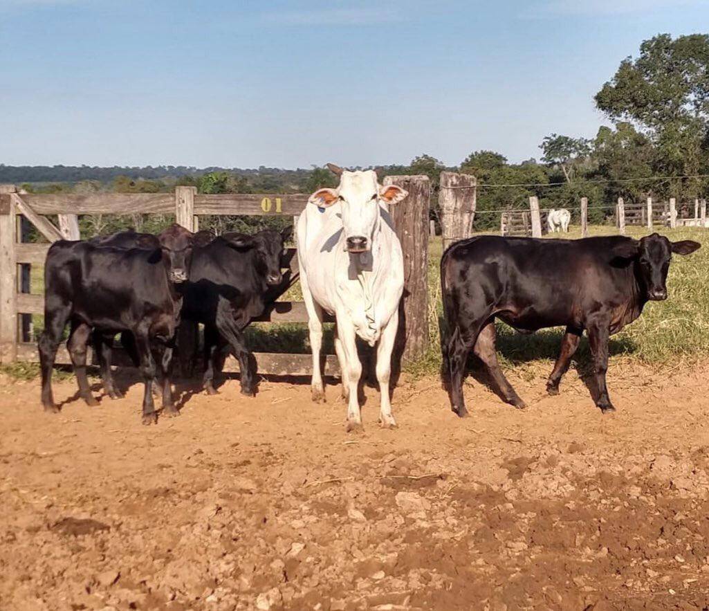 Posseiros invadem lote em Chupinguaia e soltam gado de proprietário na estrada; mulher estaria incentivando invasão