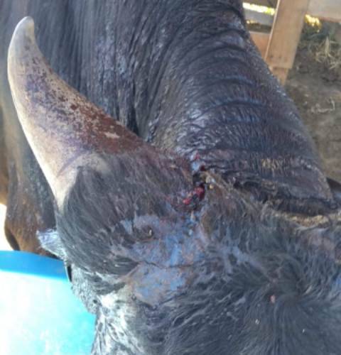 Na área rural de Vilhena, cachorro e boi são baleados; polícia recolhe arma e investiga ataques