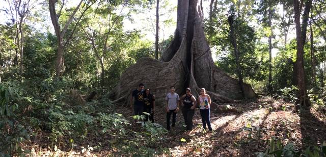 Estimada em 15 metros de altura e 14 “braças” de diâmetro, figueira gigante encanta visitantes em Cerejeiras